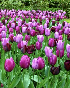 Mother’s Day Hope 5k