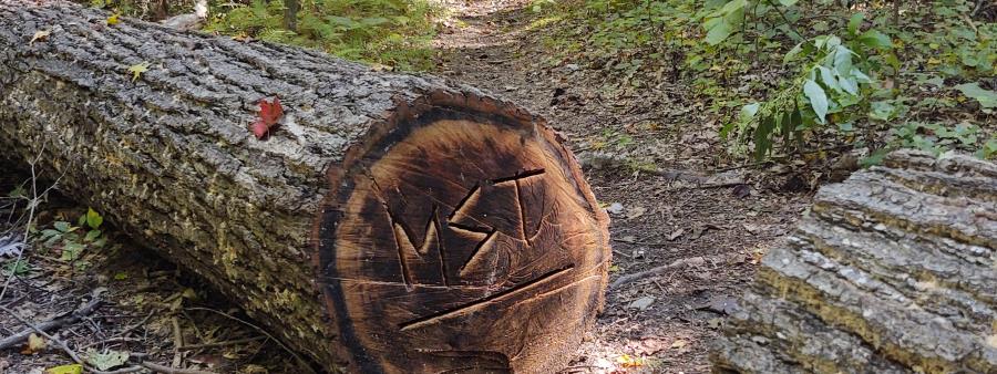 MST 100 Endurance Races Logo