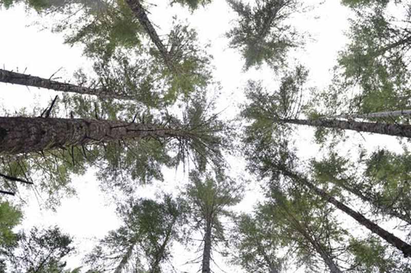 Mudslinger XC and Trail Run