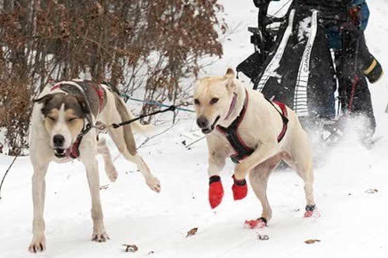 MUSH Mystic Lake SLED Race