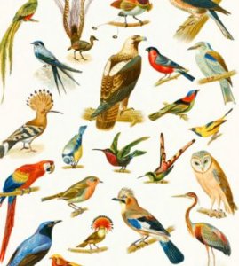 National Bird Day 5k Logo
