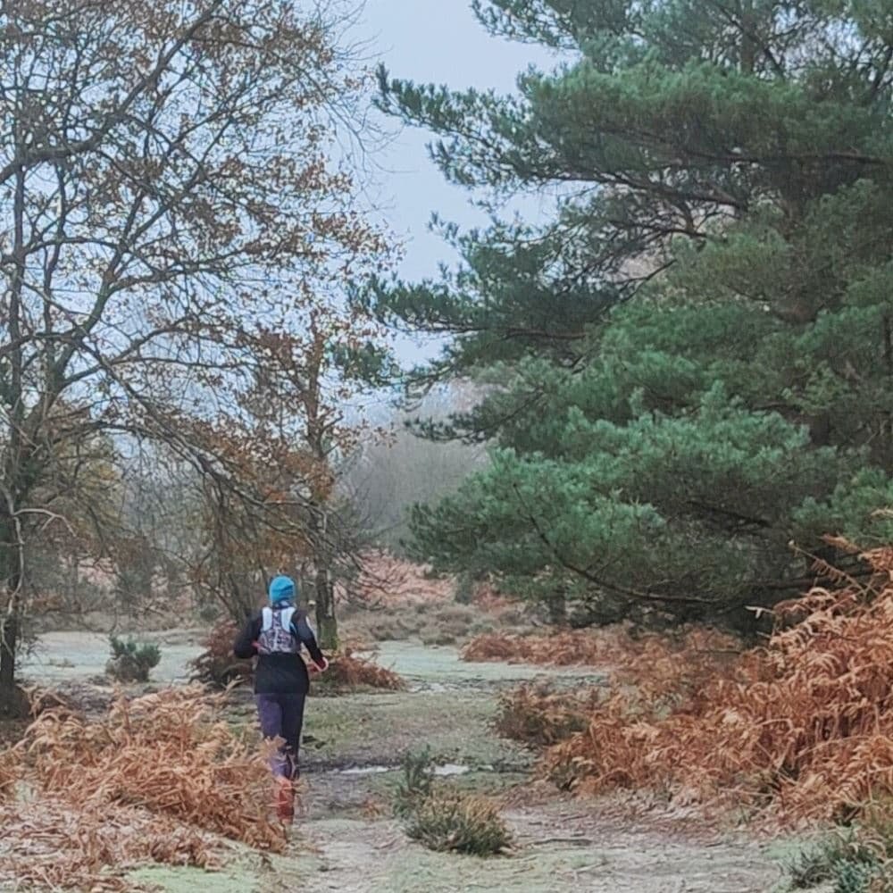 New Forest Xmas Trails Logo
