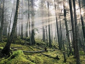 Orcas Island 50K