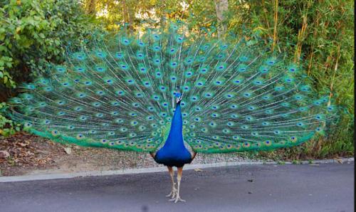 Peacock Plod Logo