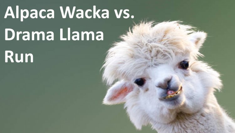 PHOENIX - Surrey - Alpaca Wacka vs Drama Llama Run
