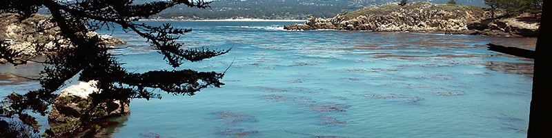 Point Lobos SCUBA Diving June 2026