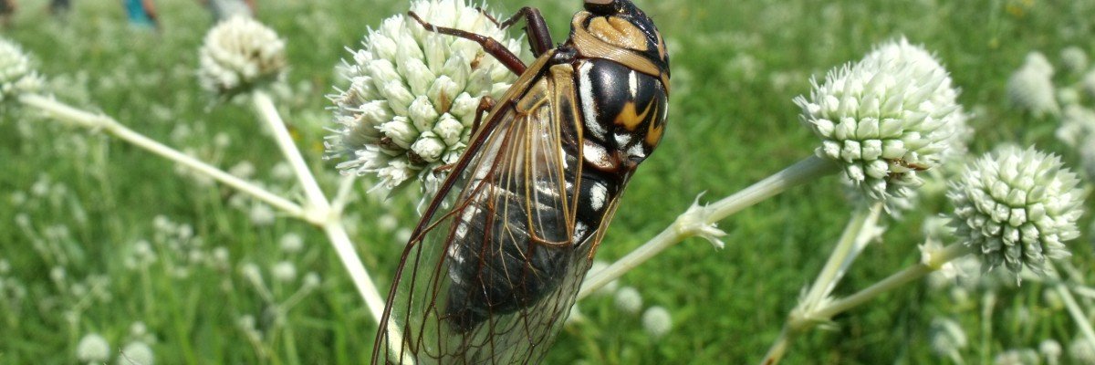 Rattlesnake Master Run for the Prairie