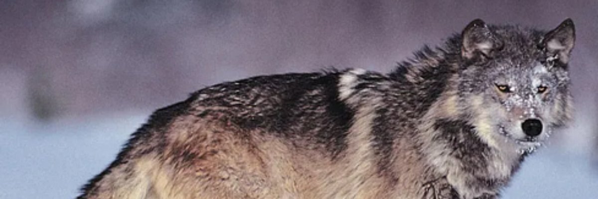 Red Wolf Rampage