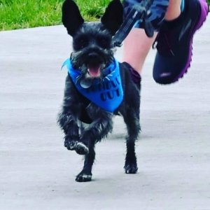 The Buzz Run + Stylin Paws Downtown Dog Walk