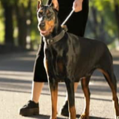 The Doberman Dash