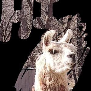 The FROZEN STICK 5 Mile and Half Marathon Trail Run