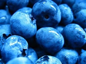 The Machias Blueberry Run: In-Person 5-Mile /1-Mile Fun Run