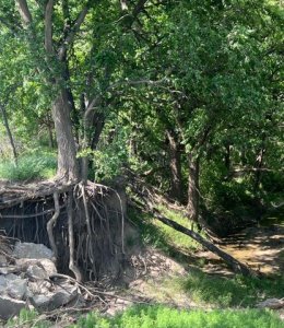 Tipton Picnic Trail  5K Run / 2 Mile Walk / Live