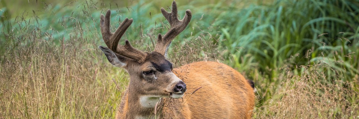 TOUGH BUCK