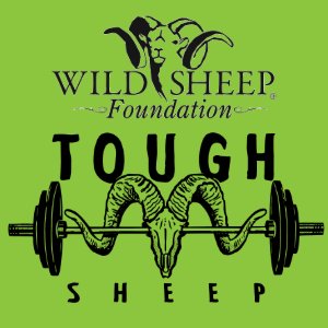 TOUGH SHEEP