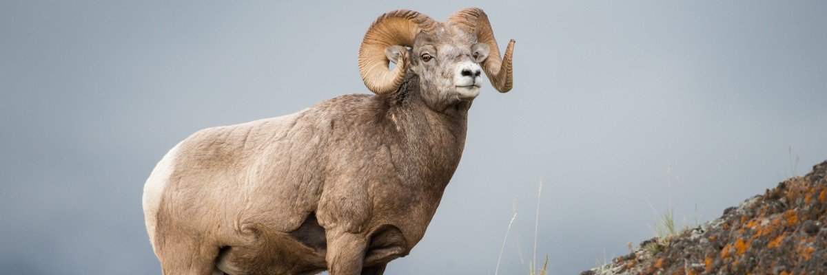 TOUGH SHEEP