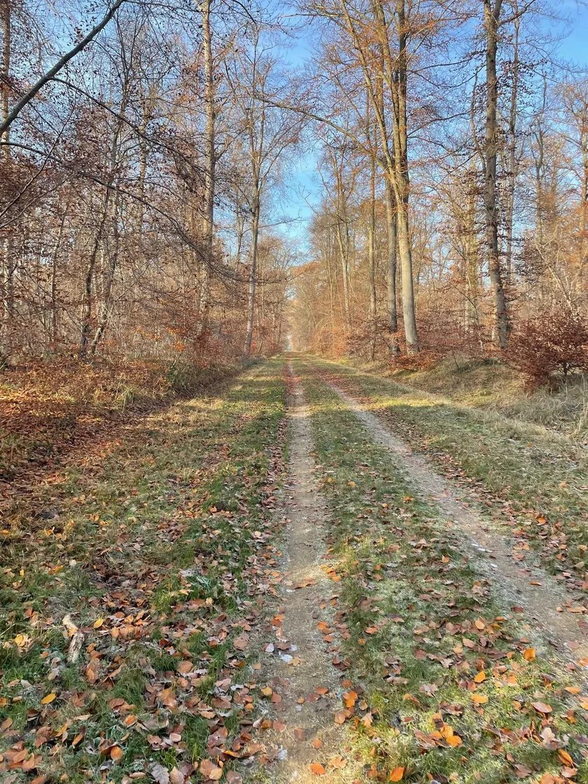 TRAIL DE LA MONTAGNE DE GURY