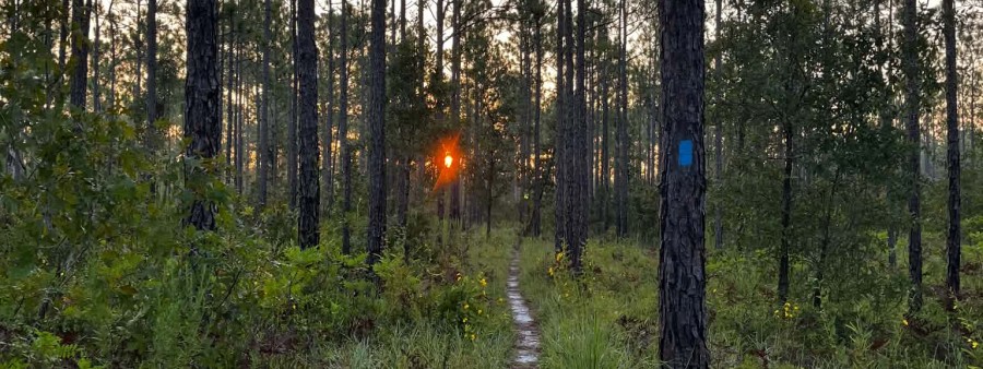 TUDC Tallahassee Ultra Distance Classic Logo