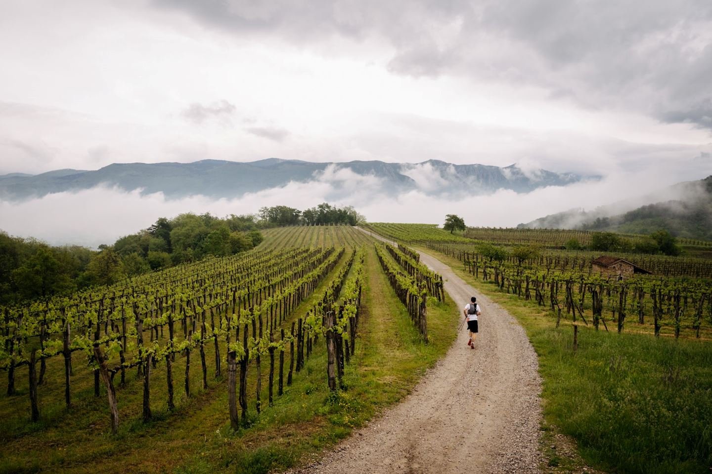 Ultra Trail Vipava Valley Slovenia Logo