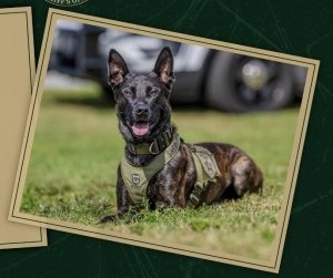 Wagging Tails on the Trails