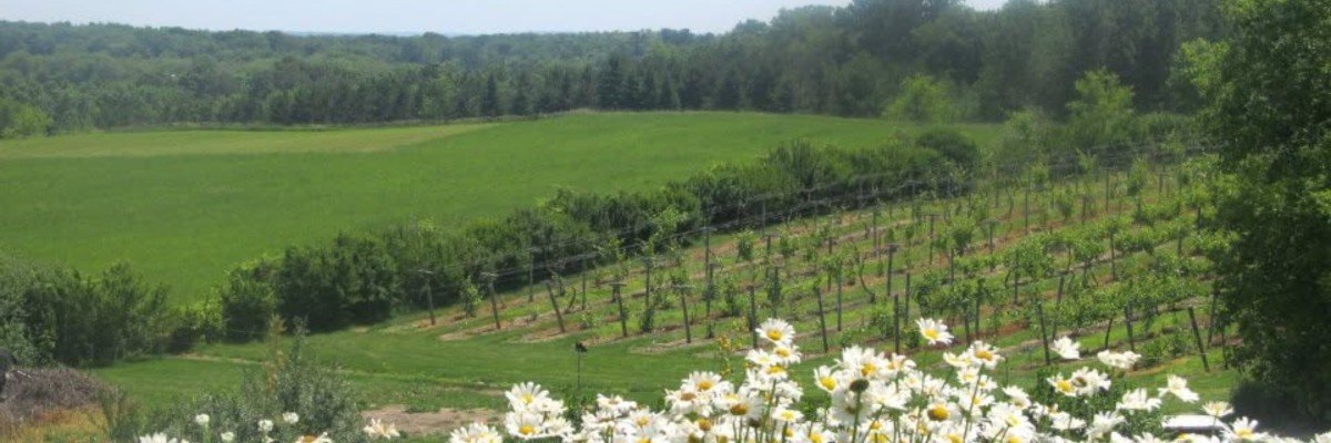 Wild Mountain Winery Wine Run 5k