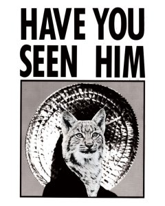 Wildcat Summer Cup - August 5K