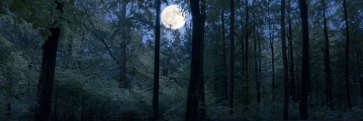 Wildwood Shivering Shadows 7K