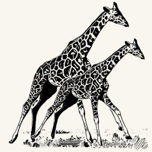 World Giraffe Day 5K Run/Walk Logo