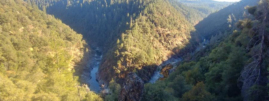 Yuba Gold