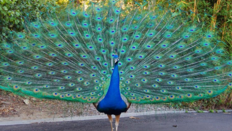 ZigZag - 2026 Peacock Plod Logo